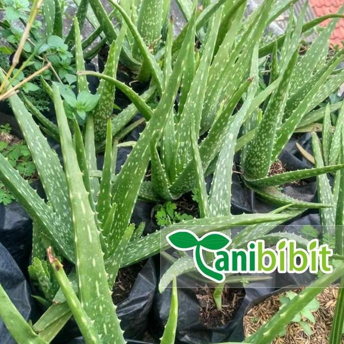 

Terlaris Bibit Tanaman Lidah Buaya - Aloe Vera - Herbal