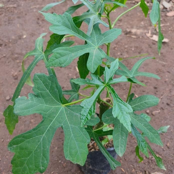 

Terlaris Bibit Pohon Daun Gedi Kalingsir Tanaman Daun Paya Jepang Herbal