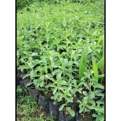 

Terlaris Tanaman Daun Stevia Herbal / Pengganti Gula
