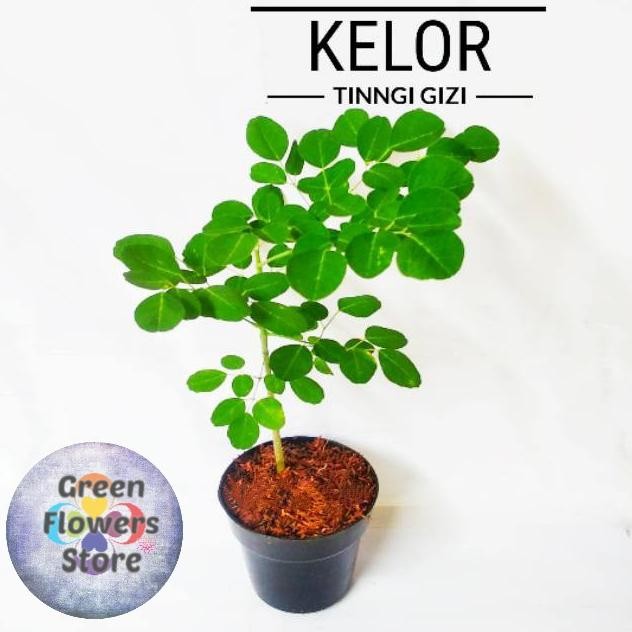 

Terlaris Pohon Herbal Daun Kelor/ Bibit Tanaman Daun Kelor
