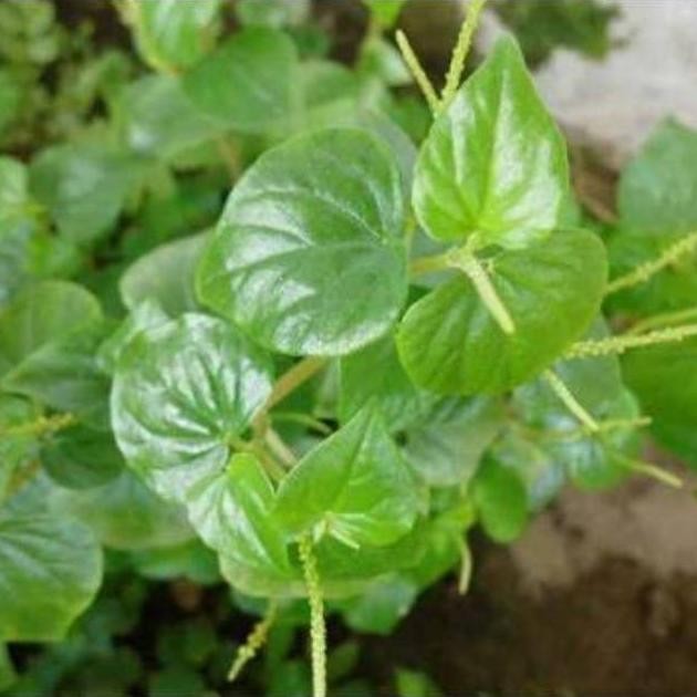 

Terlaris Tanaman Sirih Cina/Obat Asam Urat Herbal