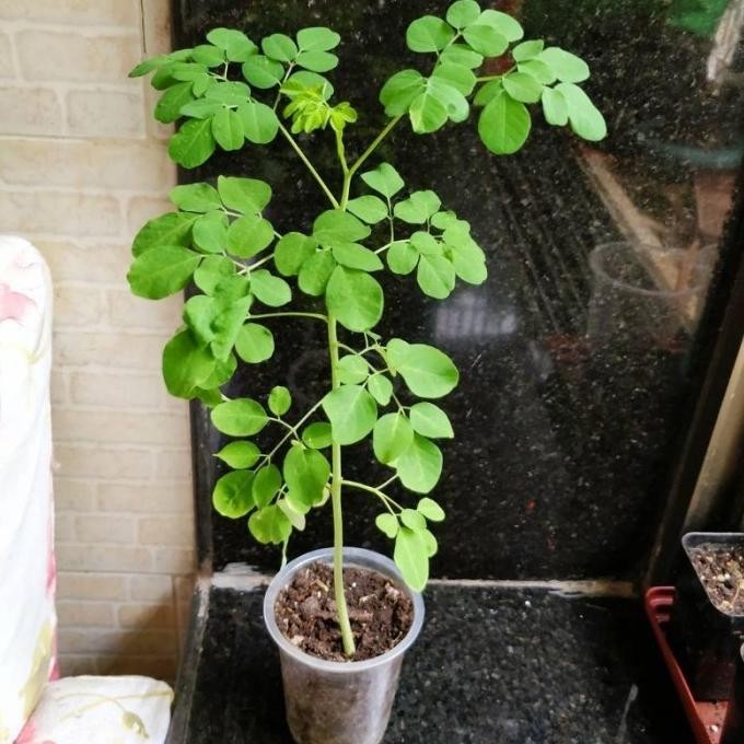 

Terlaris Tanaman Herbal Kelor / Moringa Oleifera