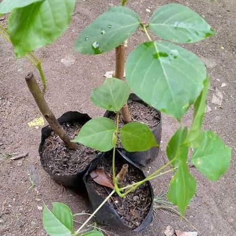 

Terlaris Bibit Tanaman Dadap Serep | Bibit Dadap Srep Herbal