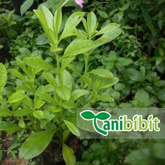 

Terlaris Bibit Tanaman Gingseng Jawa - Pohon Umbi Ginseng Jawa (Obat Herbal)