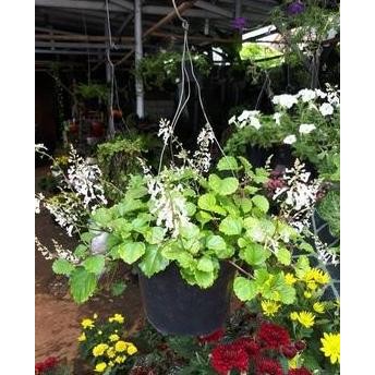 

Terlaris Tanaman Hias - Kumis Kucing + Pot Gantung (Obat Herbal)