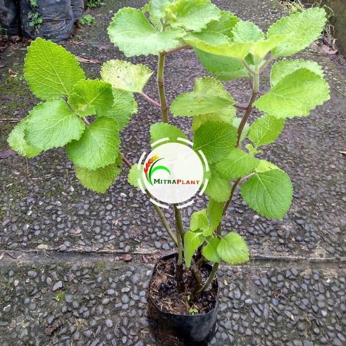 

Terlaris Bibit Tanaman Bangun-Bangun - Tanaman Daun Torbangun - Obat Herbal