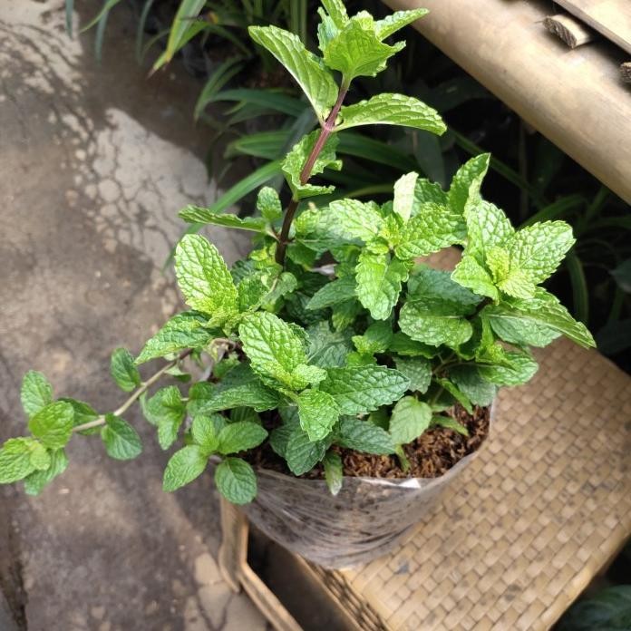 

Terlaris Tanaman Herbal Mint Murah