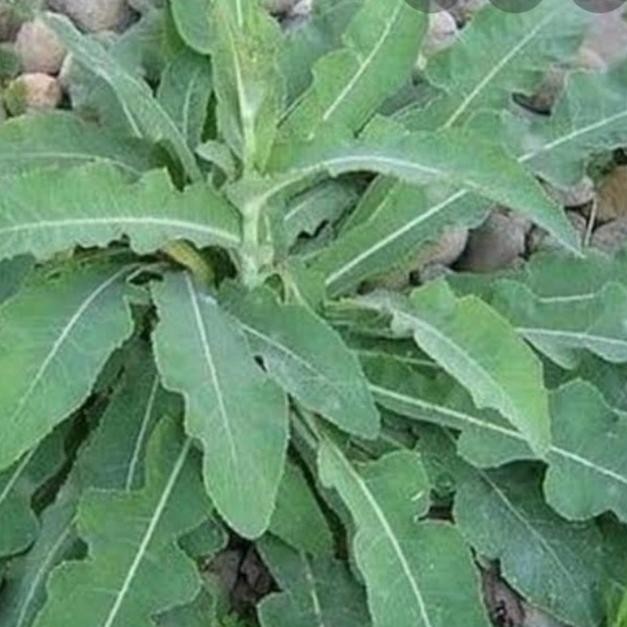 

Terlaris Tanaman Herbal Tempuyung Fresh 500 Gr