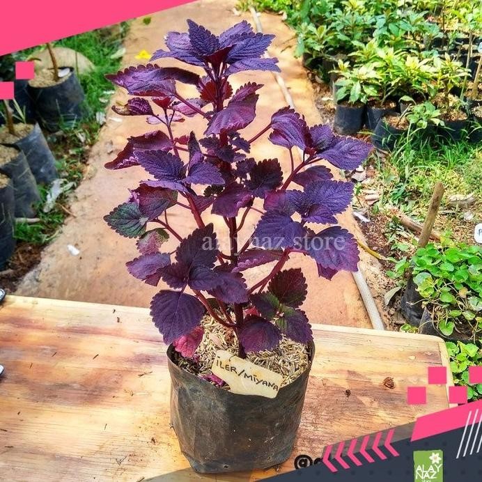

Terlaris Tanaman Herbal Daun Miana Daun Iler Jawer Kotok Obat Wasir Ambeien