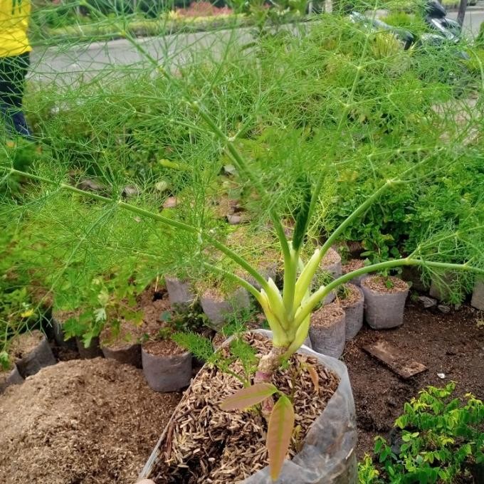 

Terlaris Tanaman Herbal Adas/Addas/Dill