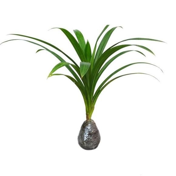 

Terlaris Tanaman Pandan Wangi Pohon Pandan Wangi Tanaman Herbal Pandan Harum