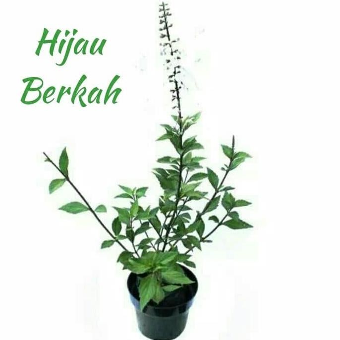 

Terlaris Bibit Tanaman Herbal Pohon Kumis Kucing Tanaman Obat Tradisional