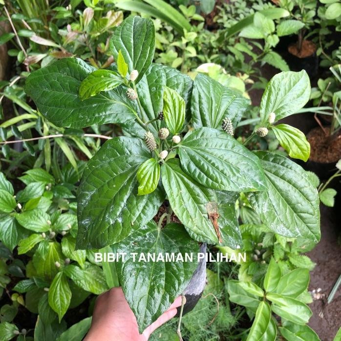 

Terlaris Bibit Tanaman Cabe Puyang Jawa Jamu Herbal Rimbun Berbuah Obat Toga