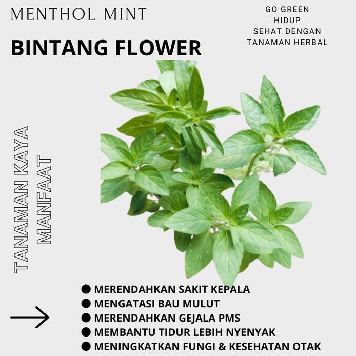 

Terlaris Bibit Tanaman Herbal Menthol Mint
