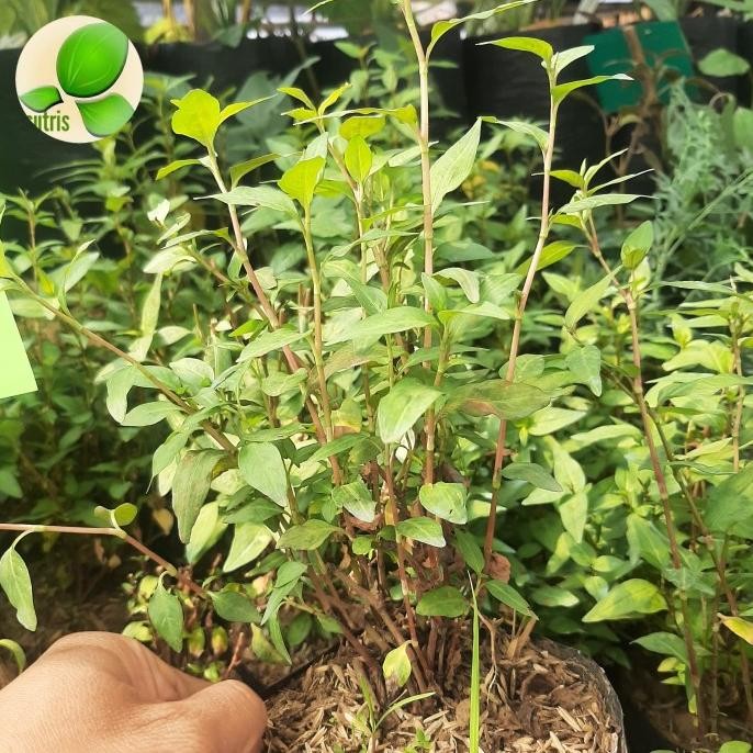 

Terlaris Bibit Tanaman Herbal Daun Laksa/Daun Kesum