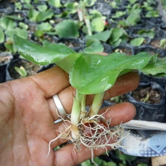 

Terlaris Bibit Tanaman Obat Herbal Kencur