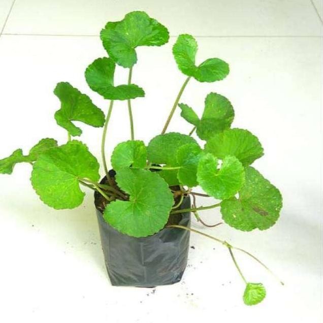 

Terlaris Bibit Tanaman Pegagan Bibit Pegagan Tanaman Obat Dan Herbal Siap Tanam