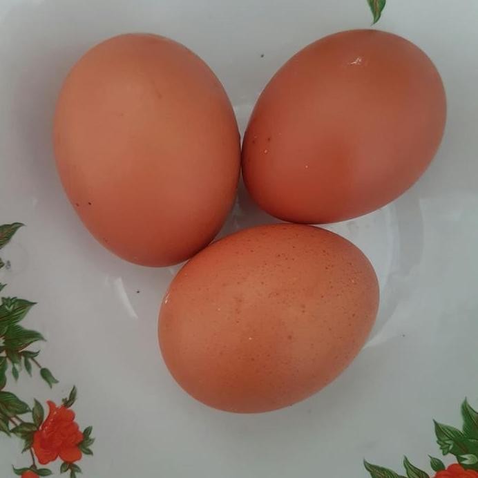 

Terlaris Telur Ayam Negri 1 Kg Jual Ecer Telor Ayam Negeri Harga Grosir Murah