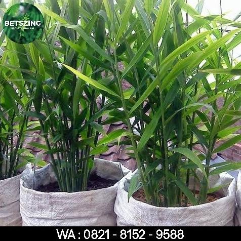 

Terlaris Tanaman Herbal Jahe | Bibit Tanaman Jahe