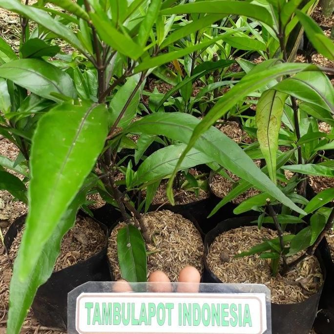 

Terlaris Bibit Gandarusa Tanaman Obat Tanaman Herbal Gandaruso