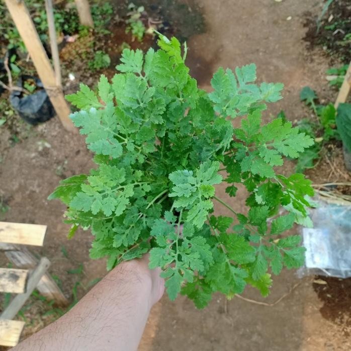 

Terlaris Tanaman Toga Herbal Bunga Feverfew / Tanacetum Parthenium
