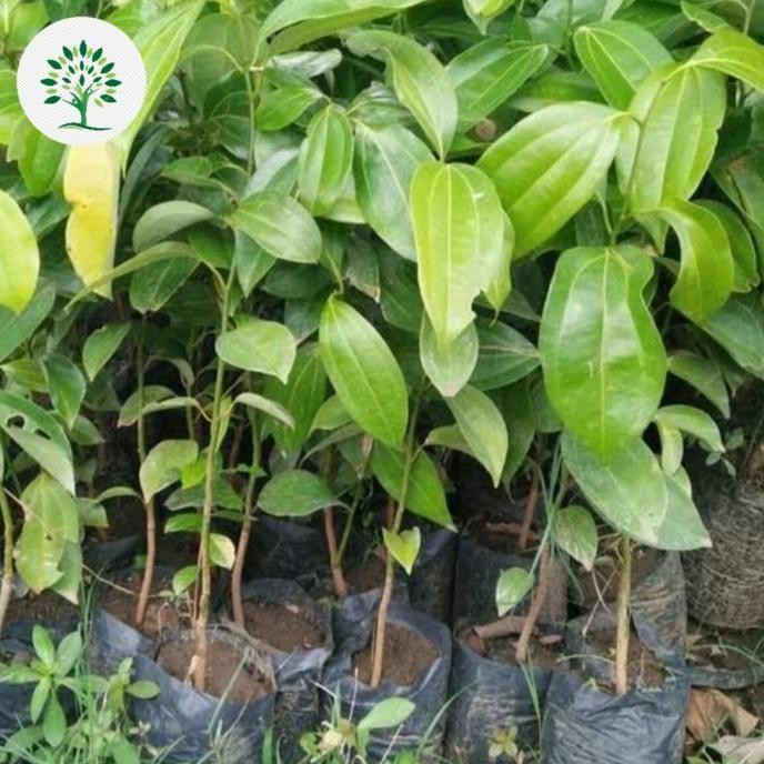 

Terlaris Bibit Tanaman Herbal Kayu Manis - Pohon Kayu Manis - Pohon Herbal
