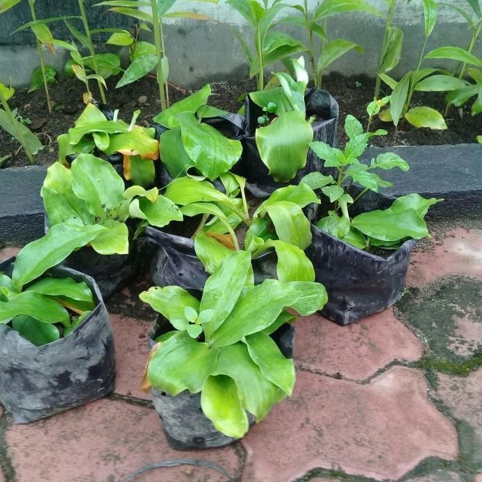 

Terlaris Bibit Tanaman Kencur Herbal