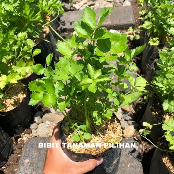 

Terlaris Bibit Tanaman Seledri Sledri Unggul Rimbun Toga Herbal Bumbu