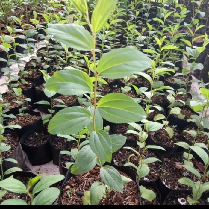 

Terlaris Tanaman Bidara Arab - Bibit Pohon Bidara Arab - Tanaman Herbal Sidr