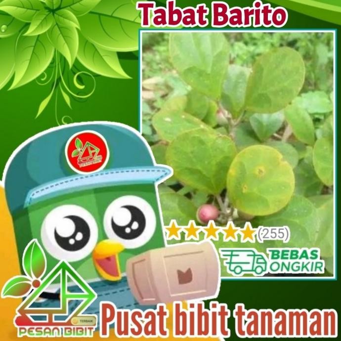 

Terlaris Bibit Tanaman Herbal Tabat Barito