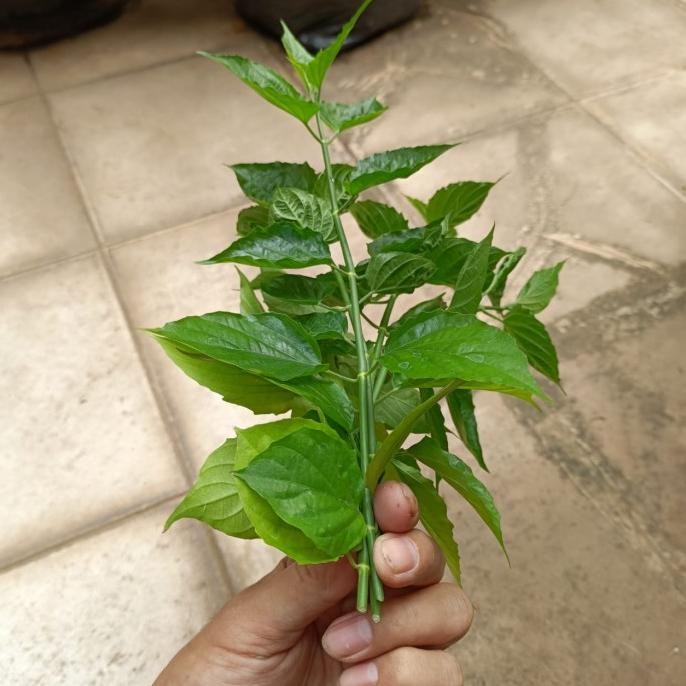 

Terlaris Stek Tanaman Herbal Daun Belalai Gajah Untuk Mengobati Kanker