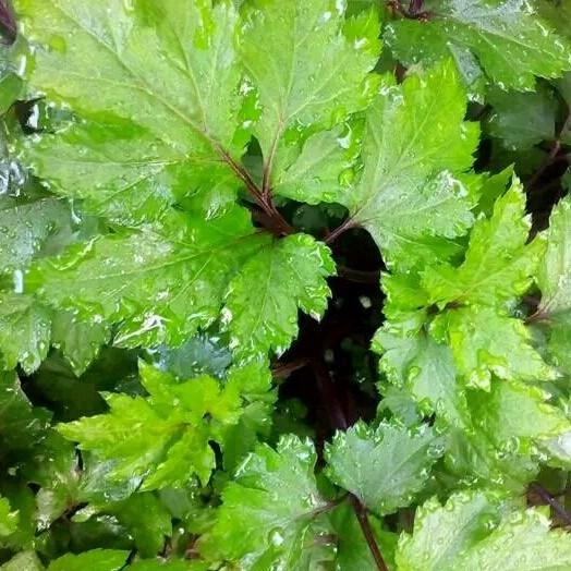 

Terlaris Bibit Tanaman Purwoceng/Purwaceng-Tanaman Herbal Kisaat