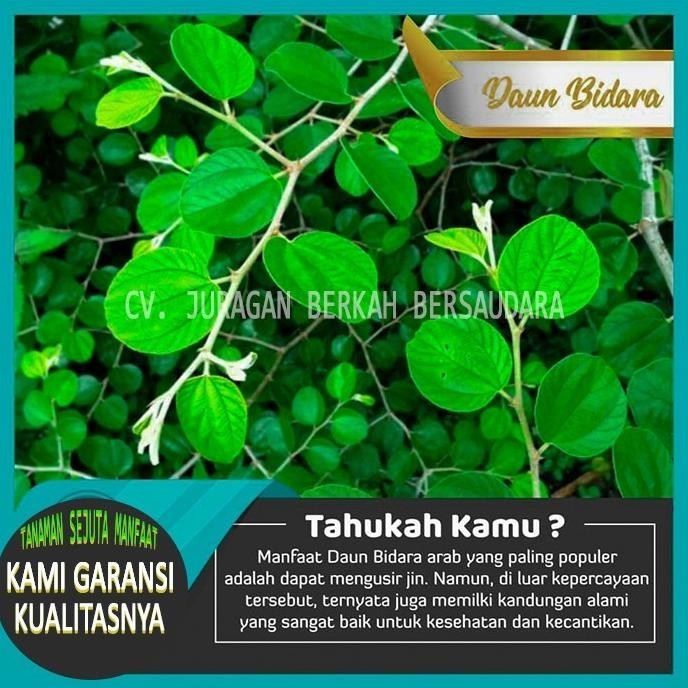 

Terlaris Tanaman Bidara Arab Asli Original Herbal Organik Hias Pohon Ruqyah