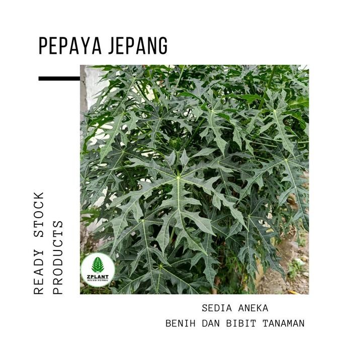 

Terlaris Bibit Pohon Pepaya Jepang - Tanaman Daun Obat Herbal