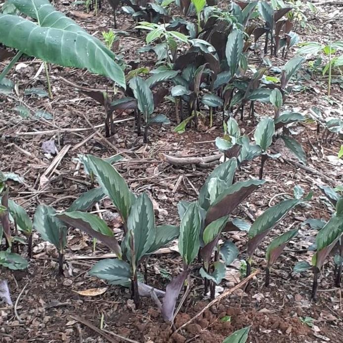

Terlaris Benih Tanaman Kunyit Putih Gombyok Berat 1 Kilo - Cocok Untuk Koleksi Herbal Anda