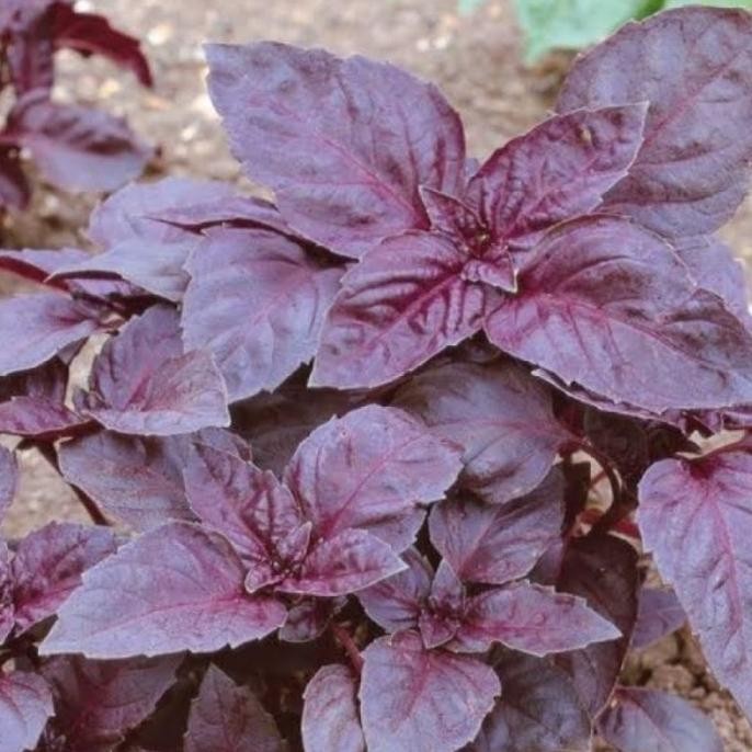 

Terlaris Tanaman Herbal Daun Red Rubin Basil Rempah - Rempah