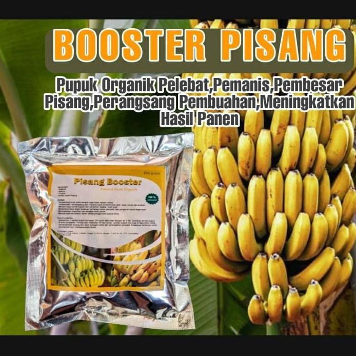 

Terlaris Pupuk Organik Booster Pelebat Buah Pisang Serbuk Terbaik Cepat Berbuah