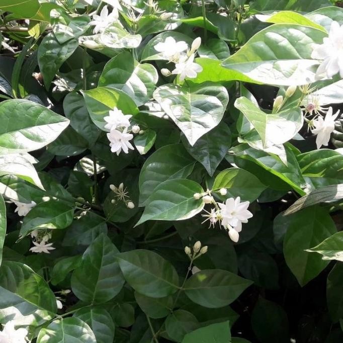 

Terlaris Tanaman Herbal Bunga Melati Wangi/Bibit Tanaman Bunga Melati Wangi