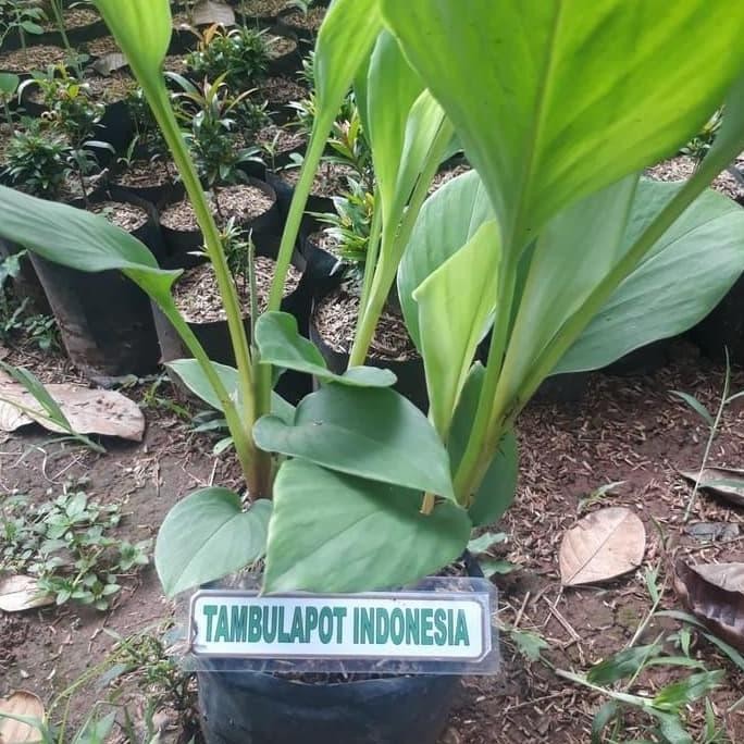 

Terlaris Bibit Temu Kunci Temukunci Tanaman Herbal Tanaman Obat Temu Kunci