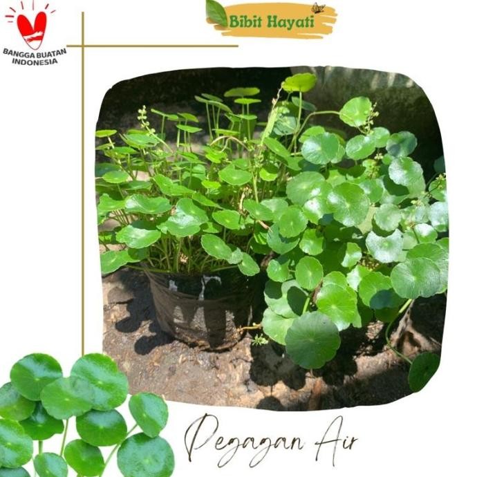 

Terlaris Bibit Tanaman Herbal Pegagan/Gotu Kola/Jenis Teratai Air