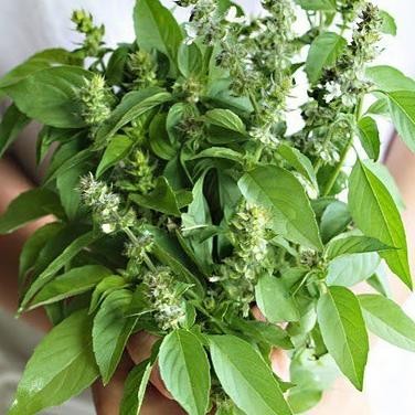 

Terlaris Bibit Pohon Kemangi - Tanaman Herbal Kemangi