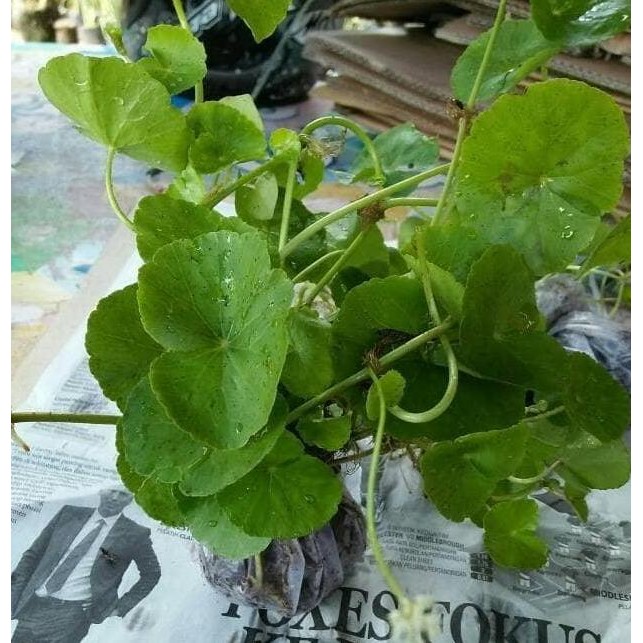 

Terlaris Bibit Daun Pegagan/Tanaman Pegagan (Obat Herbal)