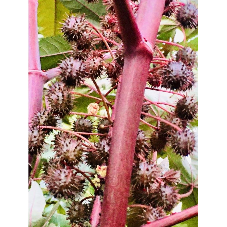 

Terlaris Benih Biji Bibit Tanaman Hias Obat Herbal Jarak Kepyar Merah
