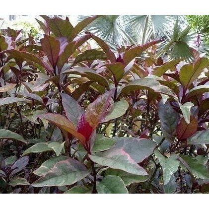 

Terlaris Bibit Pohon Daun Ungu - Tanaman Herbal Handeleum