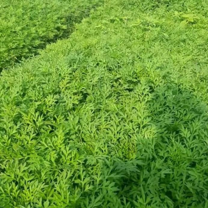 

Terlaris Bibit Kenikir Tanaman Lalapan Herbal