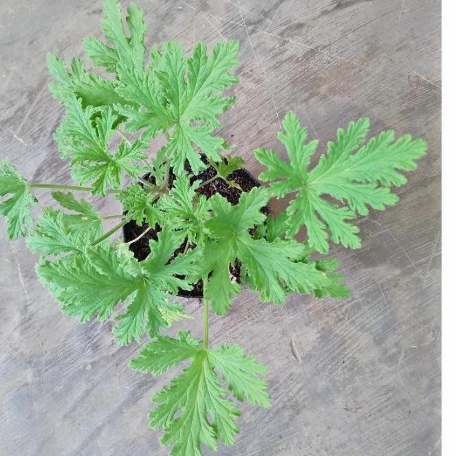 

Terlaris Tanaman Herbal Geranium Citrosa