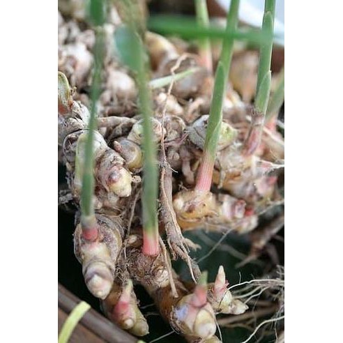 

Terlaris Tanaman Herbal Jahe Wulung