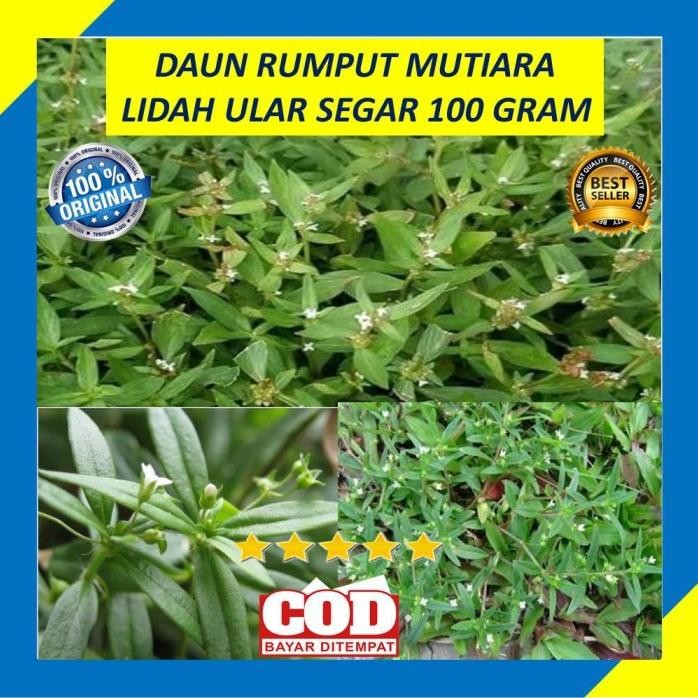 

Terlaris Daun Rumput Mutiara 100 Gram Lidah Ular Segar Tanaman Obat Herbal