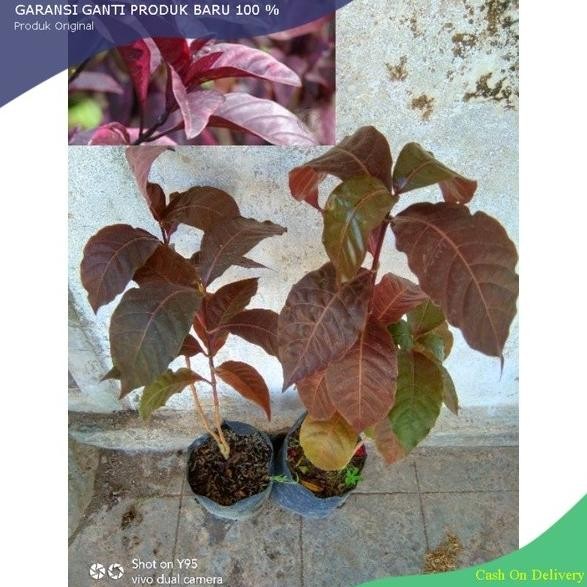 

Terlaris Bibit Tanaman Herbal Daun Wunggu / Daun Ungu Murah Tanaman Obat