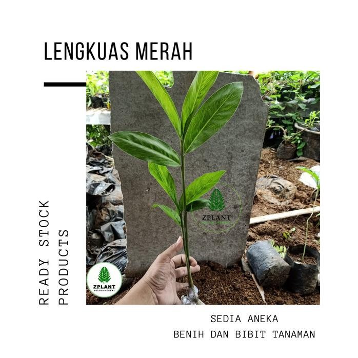 

Terlaris Bibit Tanaman Lengkuas Laos Merah Pohon Herbal Bumbu Masak